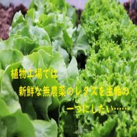 【植物工場】レタスを栽培品種の柱にして収益を安定化しよう